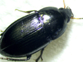 Amara eurynota